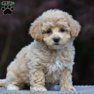 Basil, Bich-Poo Puppy